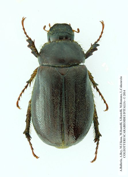 Aesalus scarabaeoides scarabaeoides, maschio
